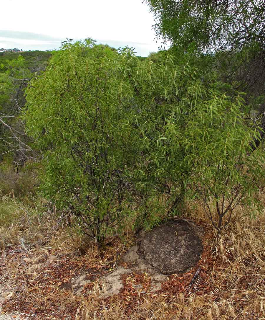 termite mound trigg bushland